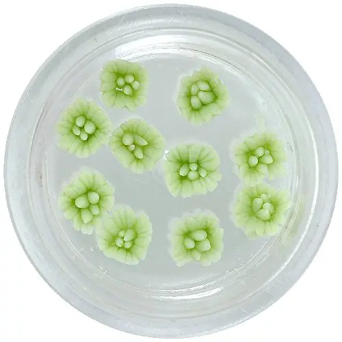 Akrilne cvetlice - svetlo zelene